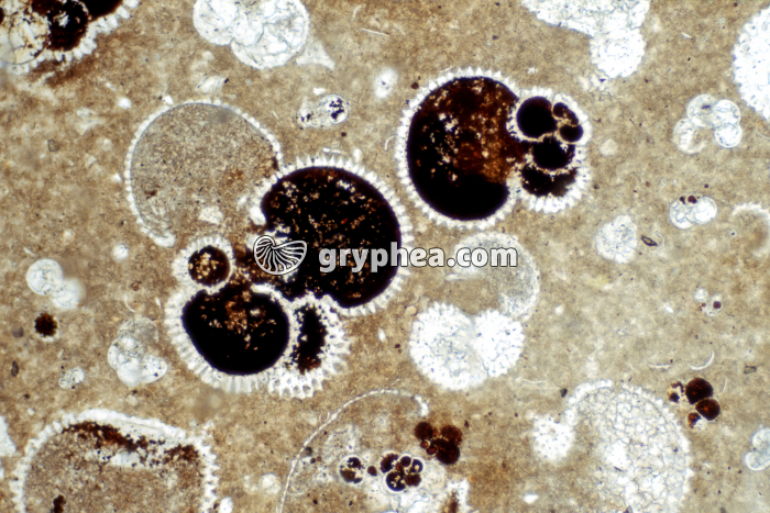 Globigérines LPNA x40 - gryphea.org